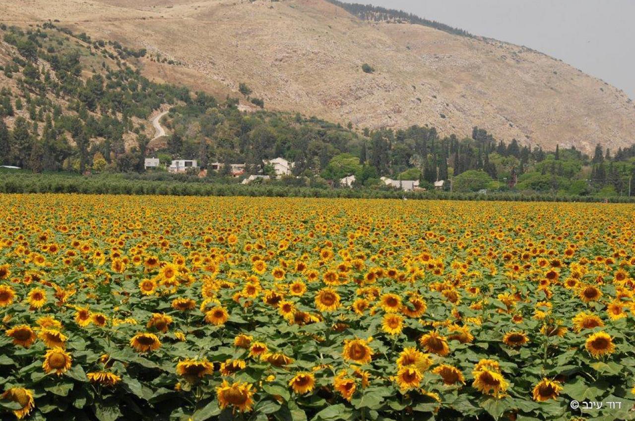 Bait Alfa Kibbutz Country Lodging Bet Alfa Dış mekan fotoğraf